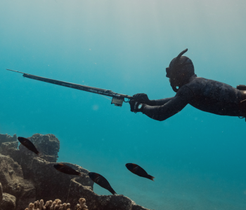 Spearfishing Landing